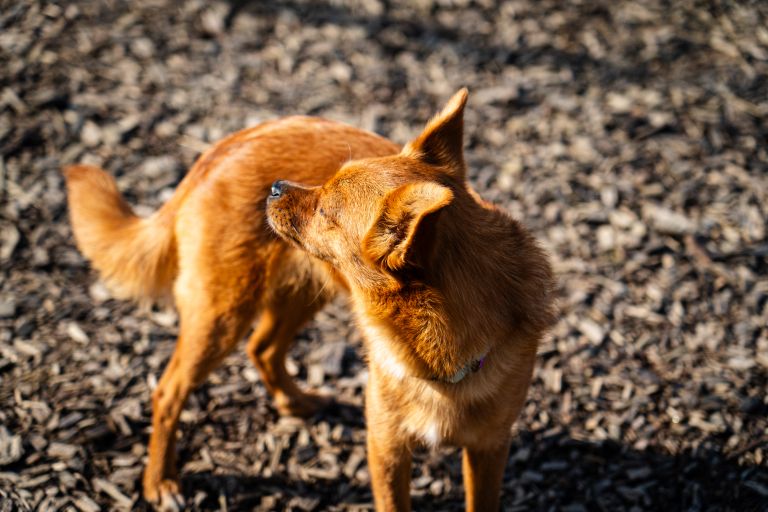 mohanji-slovenija, mohanji, zavod, meditacije, tempelj, sveta-ana