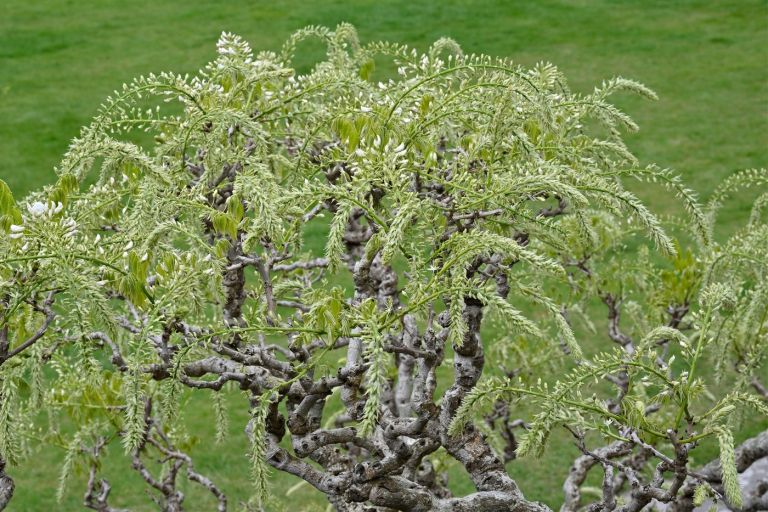 Wisteria floribunda Alba
