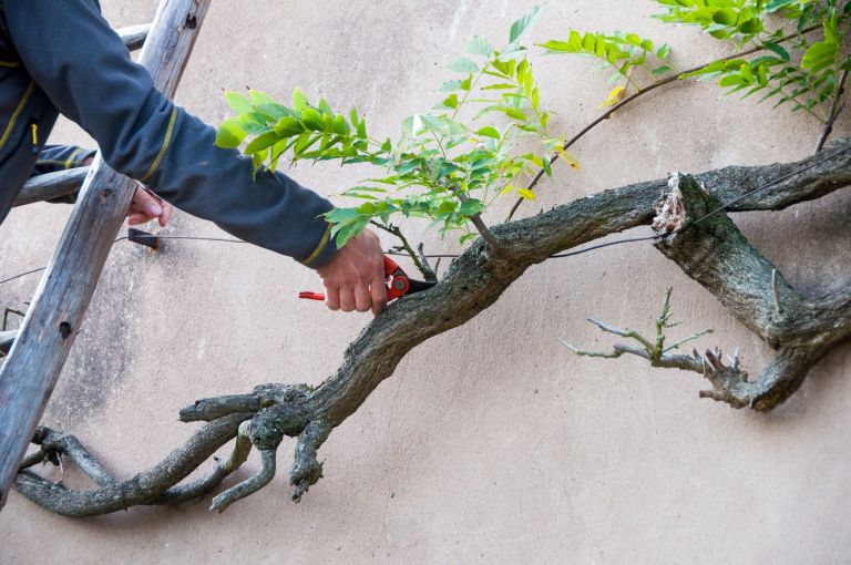 obrezovanje glicinije