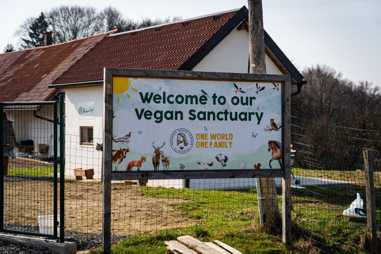 mohanji-slovenija, mohanji, zavod, meditacije, tempelj, sveta-ana