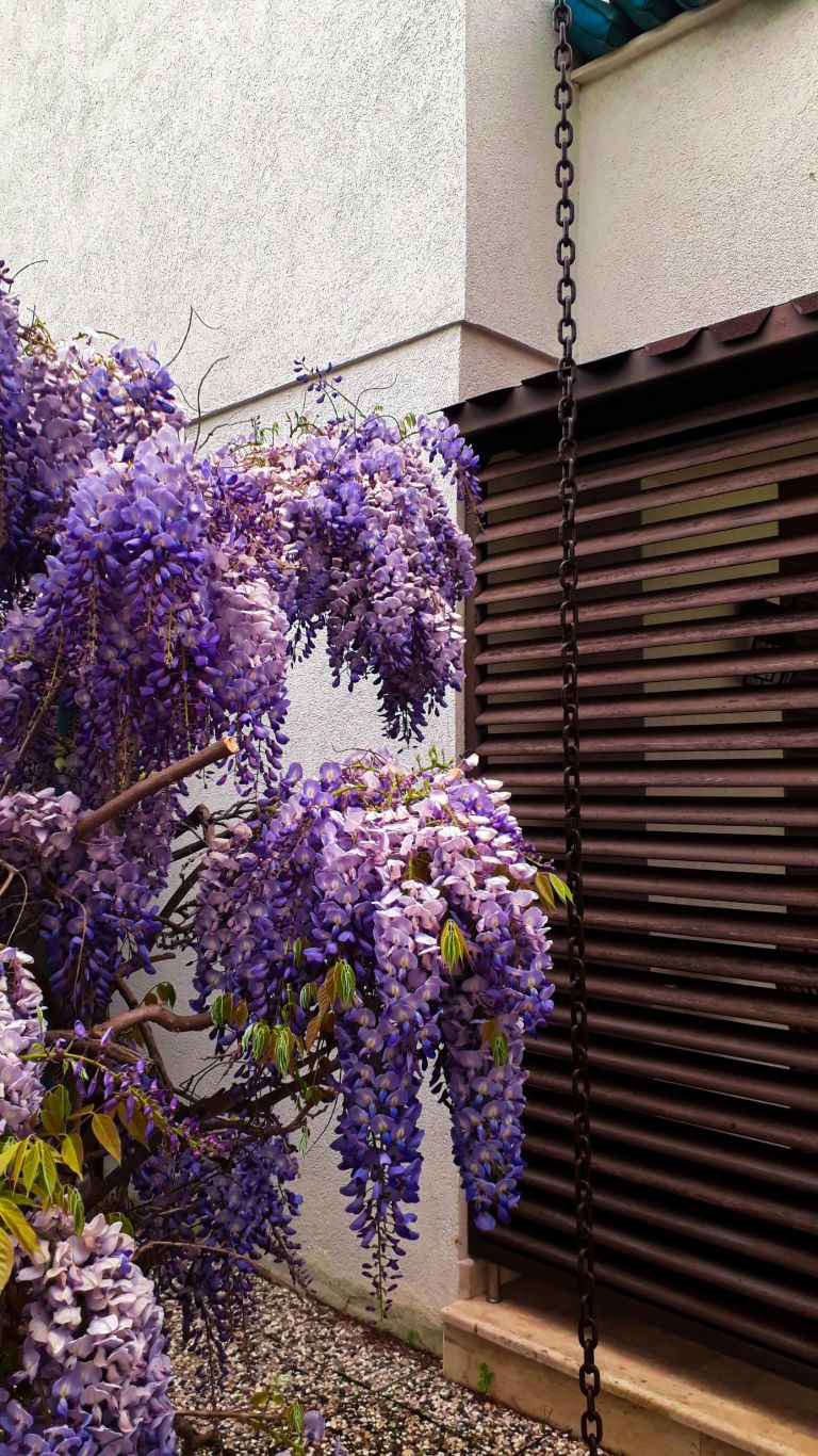 Wisteria sinensis