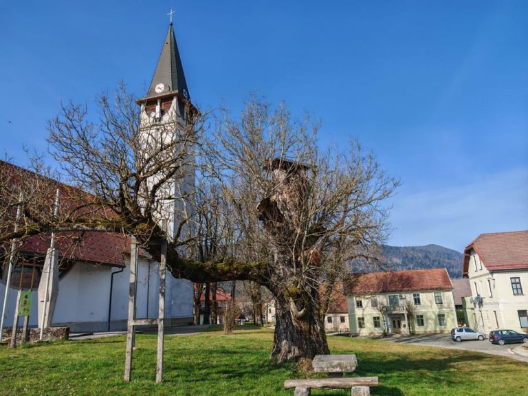 najdebelejsi-slovenski-oreh