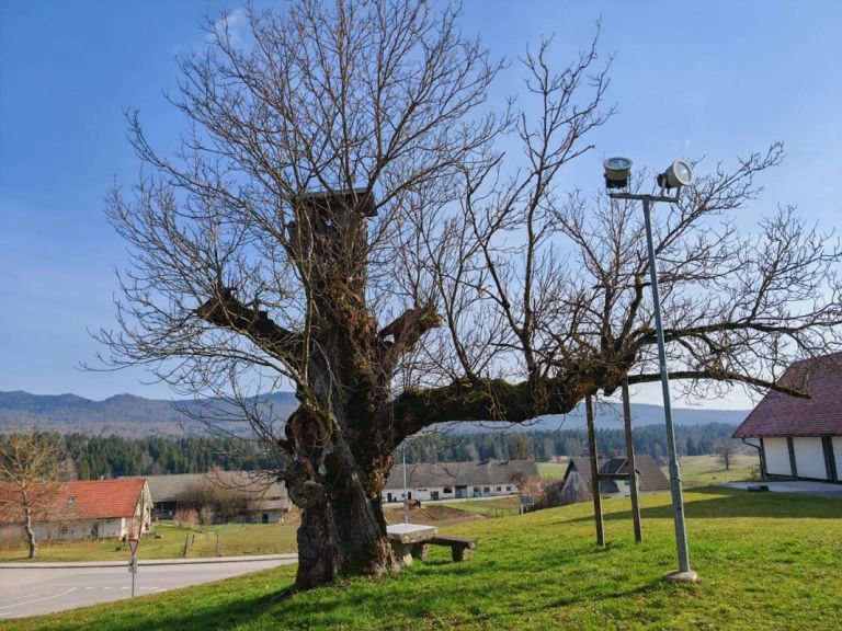 najdebelejsi-slovenski-oreh