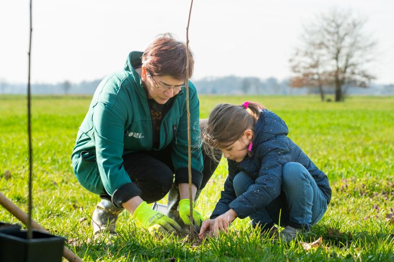 beltinci, sajenje-medovitih-dreves