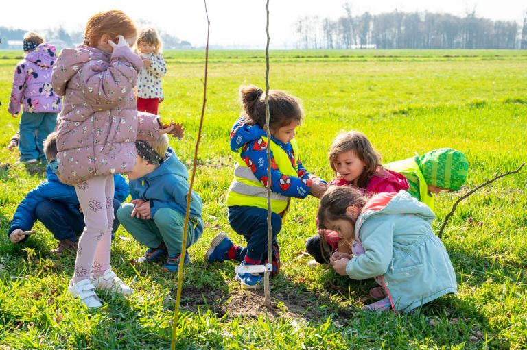 beltinci, sajenje-medovitih-dreves