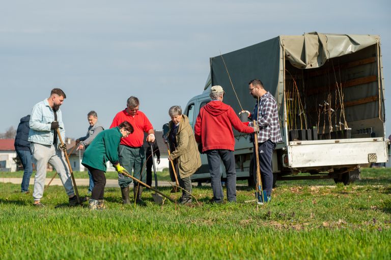 beltinci, sajenje-medovitih-dreves