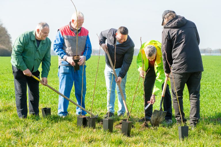 beltinci, sajenje-medovitih-dreves