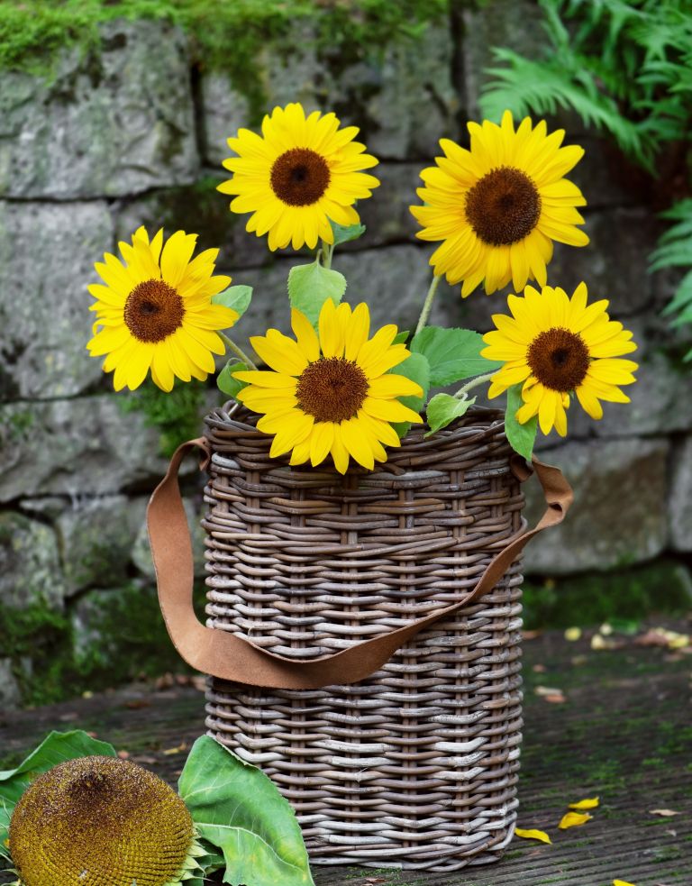 balkonsko-cvetje, ureditev-vrta