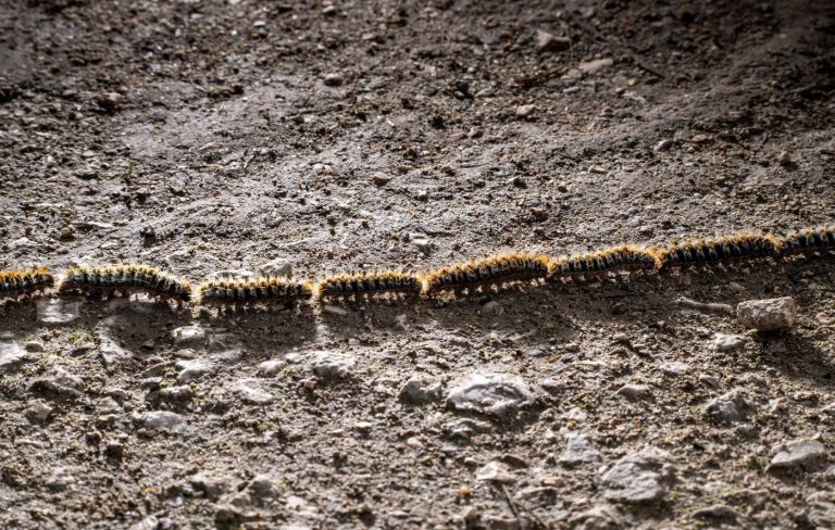 pinijev sprevodni prelec.jpg