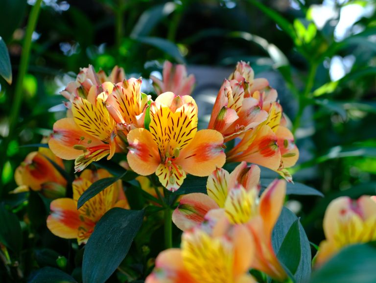 balkonsko-cvetje, ureditev-vrta