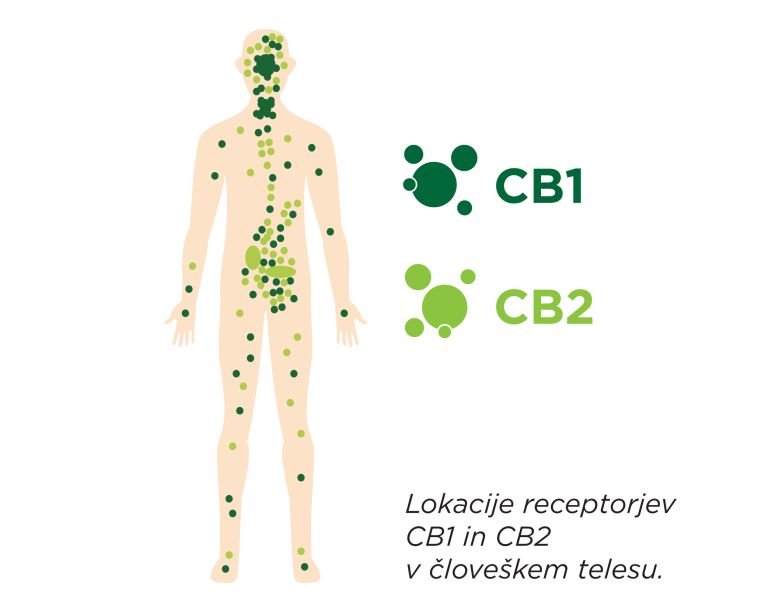 edocannabinoid system 02.png