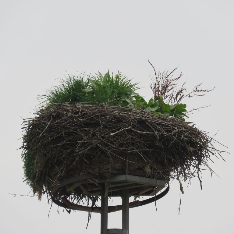 štorklje, zaraščeno gnezdo