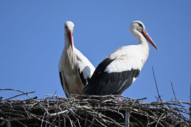 štorklje, gornja radgona