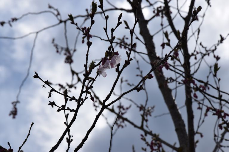 hanami, expano, cesnje, rok-petje, damjan-anzelj