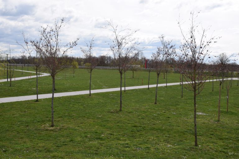 hanami, expano, cesnje, rok-petje, damjan-anzelj