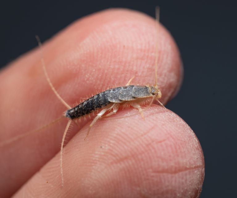 klincki, srebrne-ribice