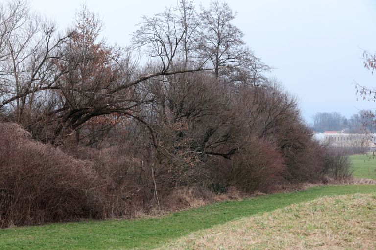 vogajna, sentjur, polomljena-drevesa, drsv, ciscene