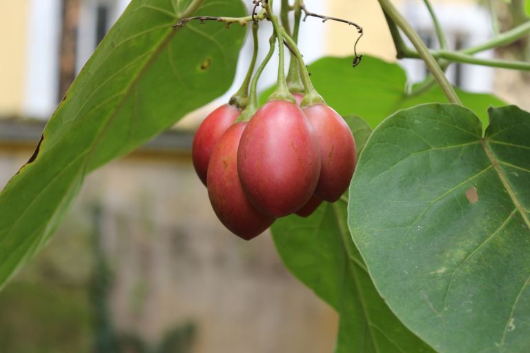 tamarilo