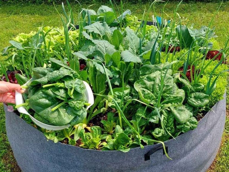 visoke grede, organski način