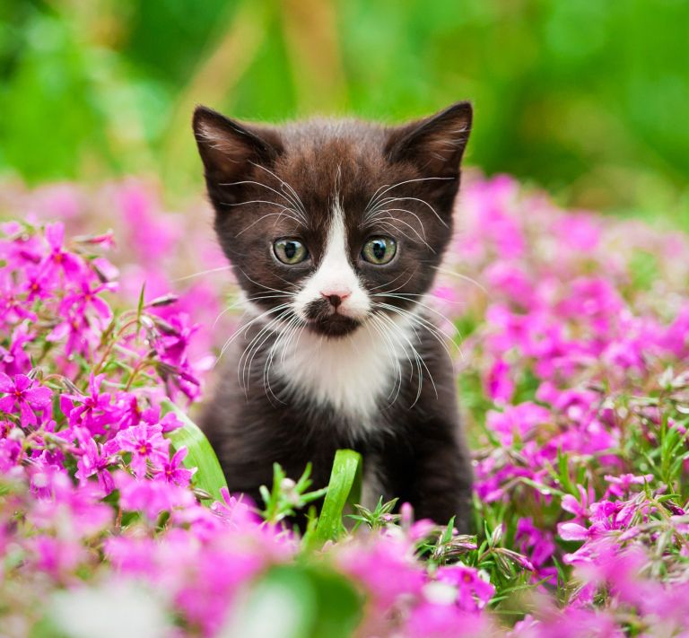 domaci-ljubljencki, sobne-rastline