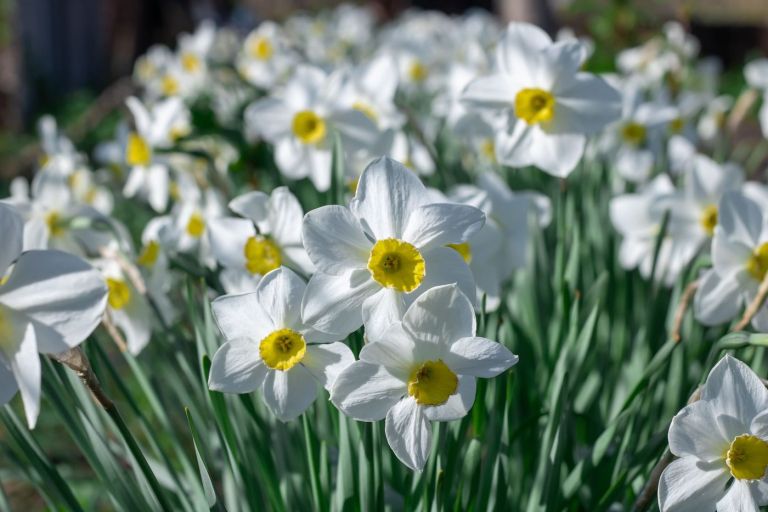 Narcissus poeticus