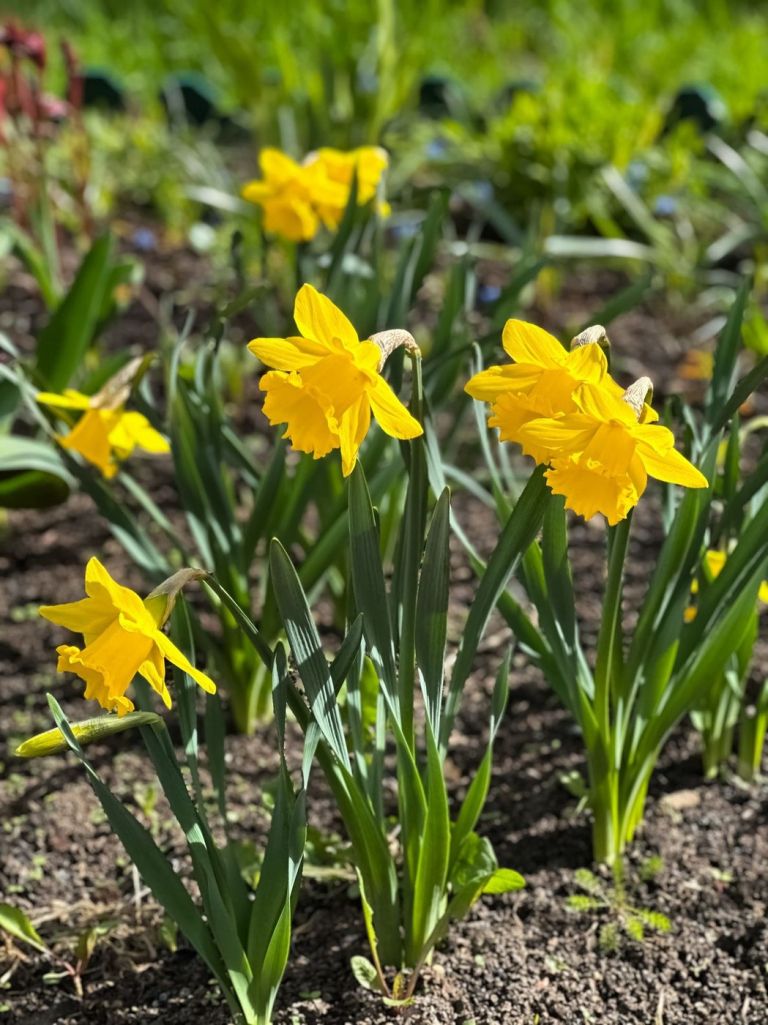 Narcissus pseudonarcissus