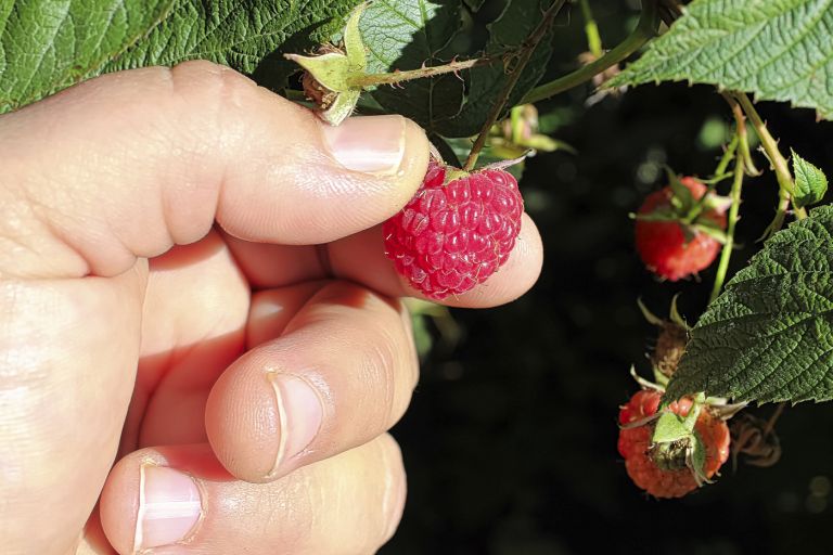 maline
