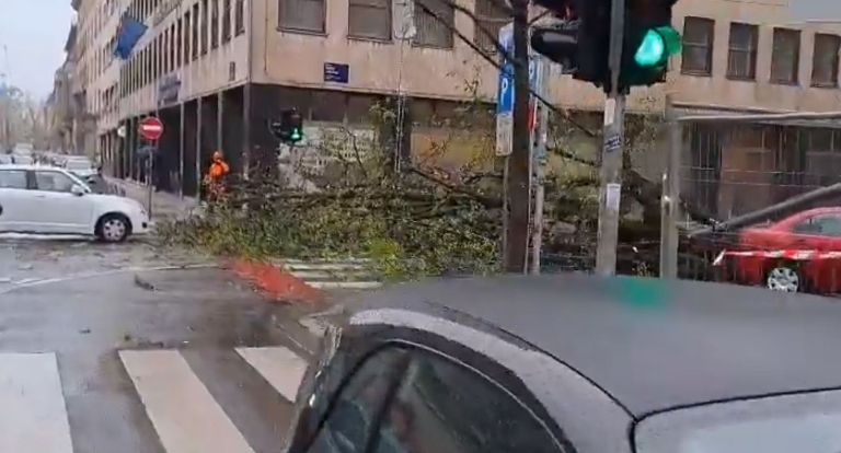 zagreb, podrta drevesa.jpg