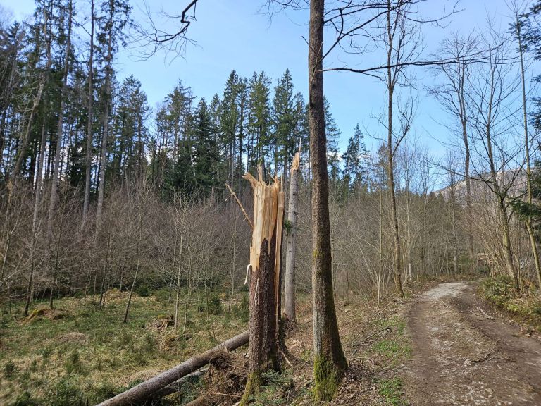 vetrolom marec 2026 ZGS OE Kranj (6) Trstenik.jpg