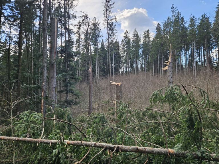 vetrolom marec 2026 ZGS OE Kranj (3) Trstenik.jpg