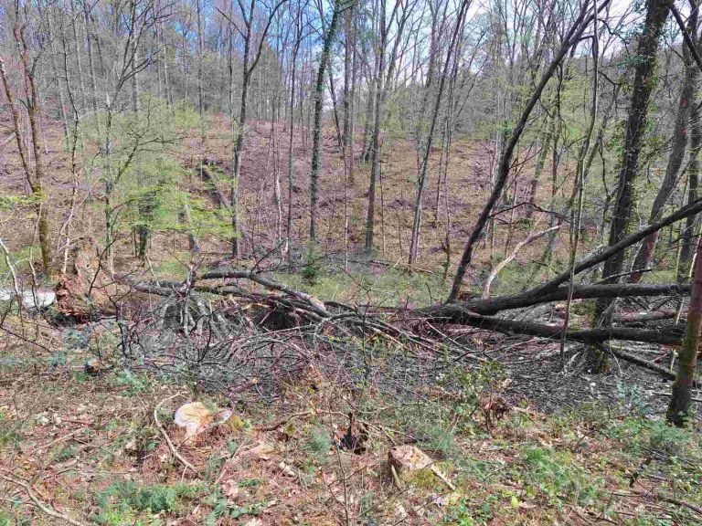 Vetrolom marec 2026 ZGS Panovec 3.jpg