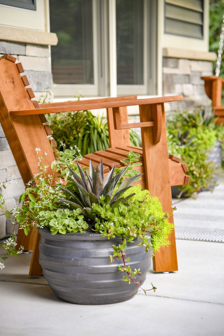 zasaditev v loncu mangava