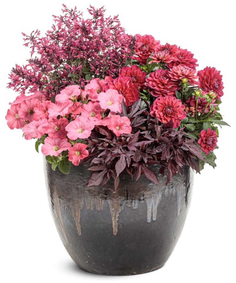 zasaditev v loncu 10