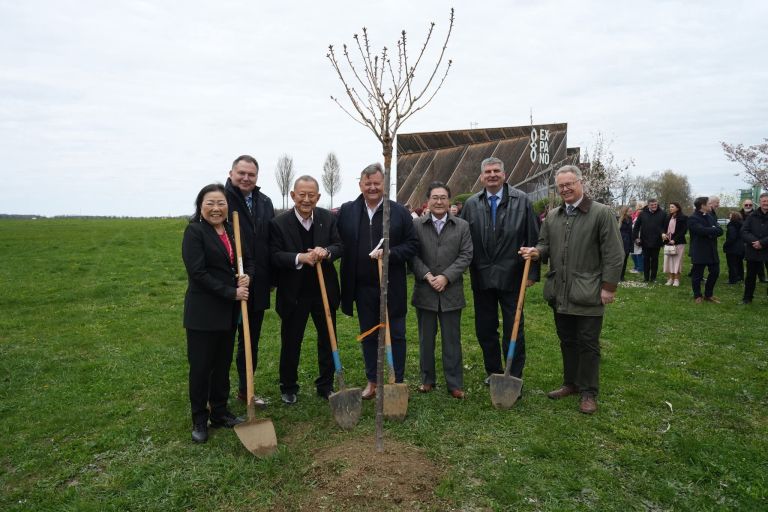 Japonska češnja, expano