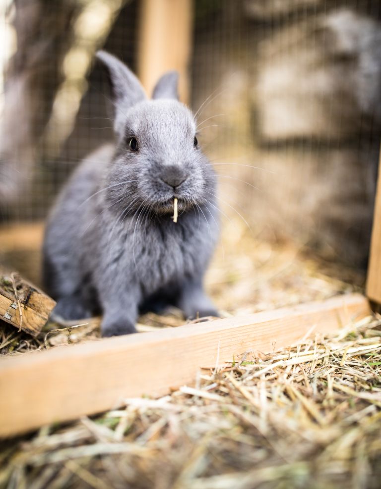 pokosena-trava, zajec