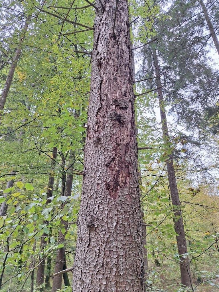 zgs, zavod-za-gozdove-slovenije, podlubnik, lubadarke