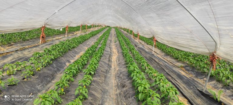 mv-zelenjava 3-največja.jpg