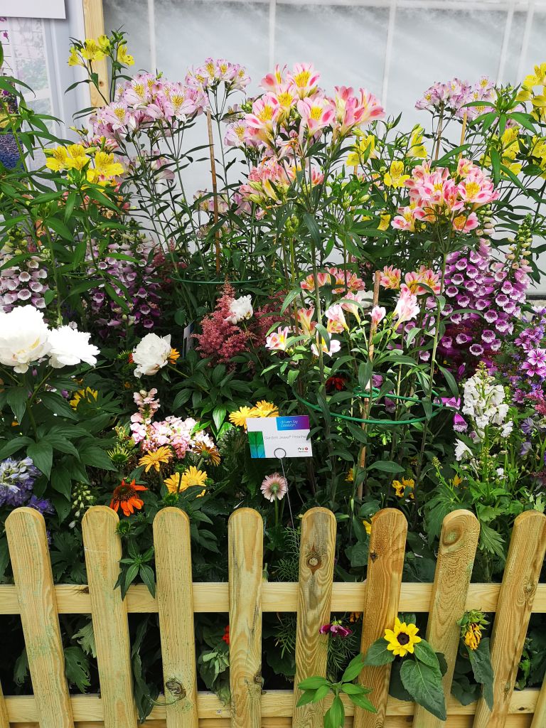 rože za rezano cvetje