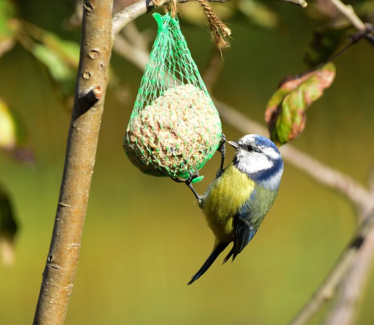 vrt, ptice-na-vrtu, zgoscenka