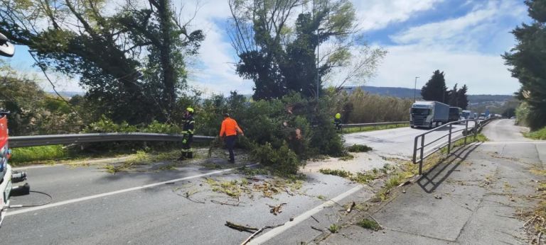 vetrolom, podrto drevo, koper