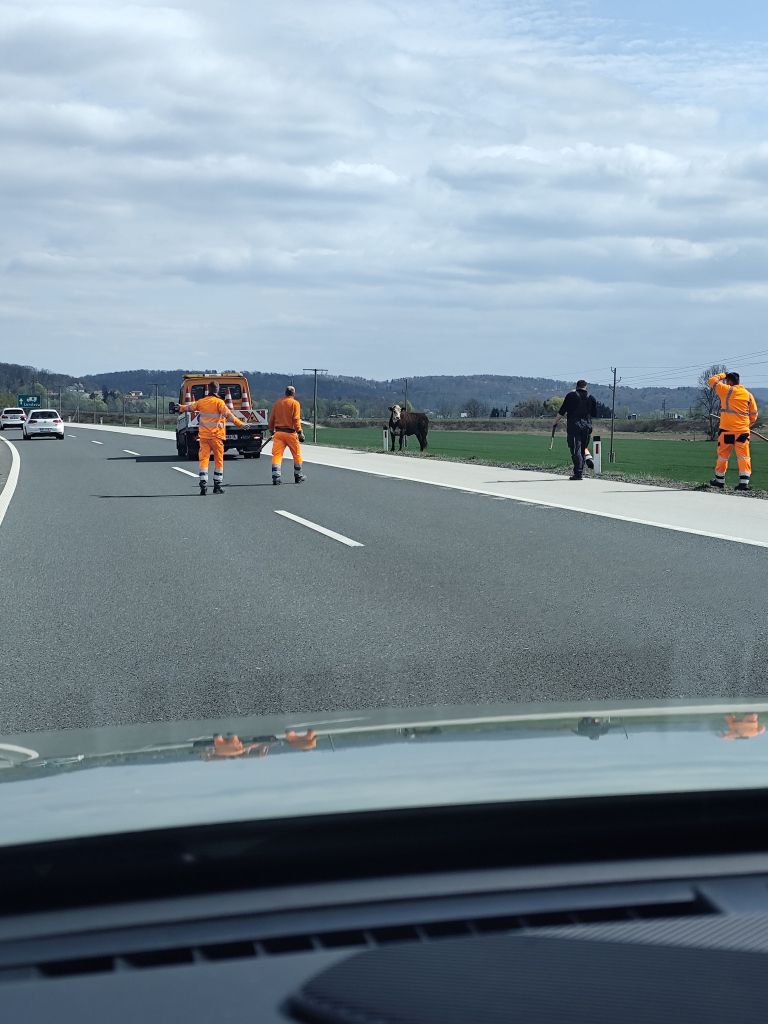 ovira na cesti, žival na cesti, pomurska avtocesta