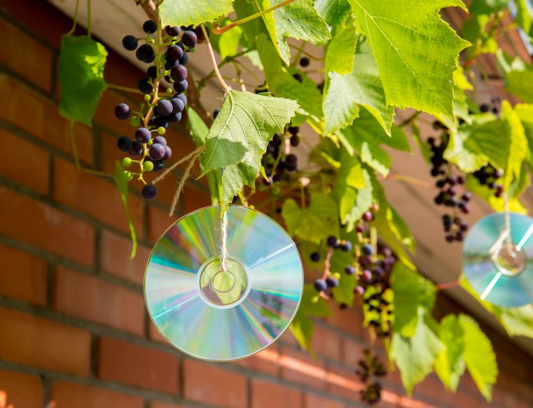 vrt, ptice-na-vrtu, zgoscenka