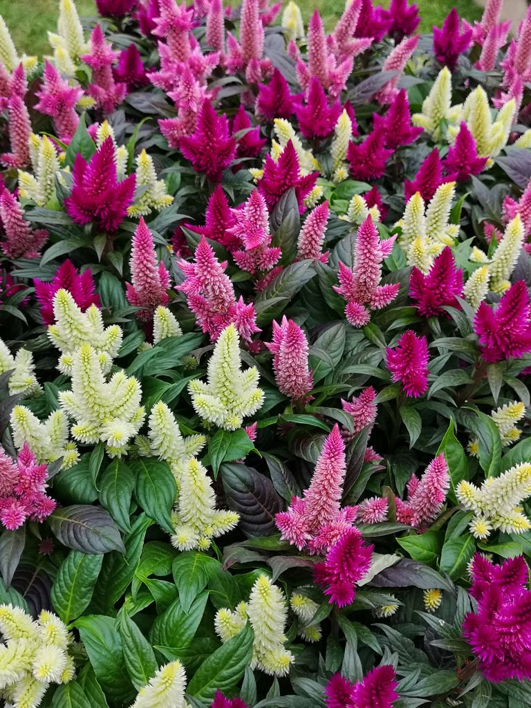 Celosia argentea