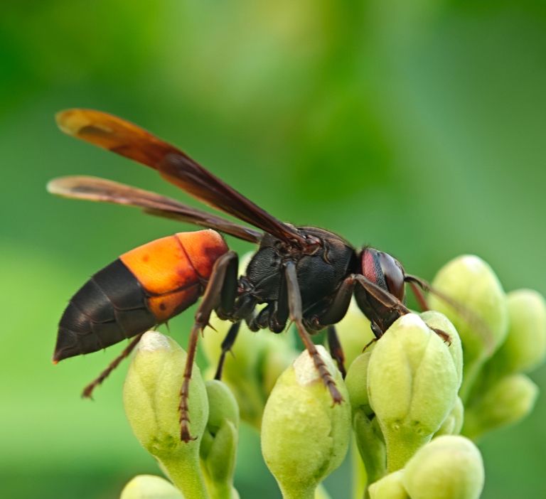 ose, srseni, ose-in-srseni