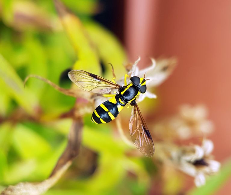 ose, srseni, ose-in-srseni