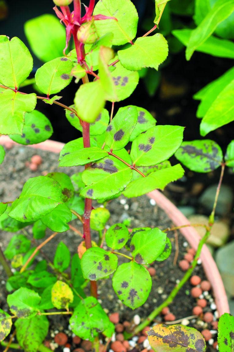 črne pike na listih