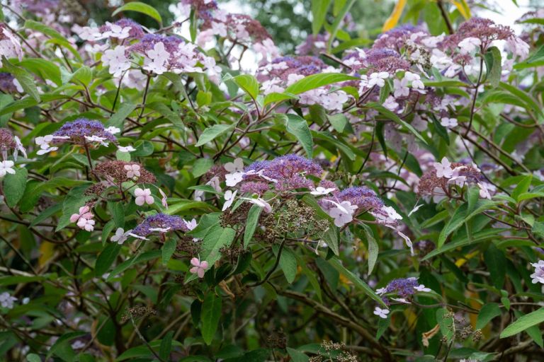 Hydrangea aspera villosa