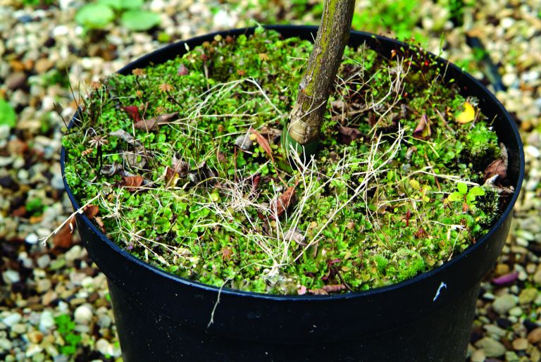 plevel v okrasnem loncu