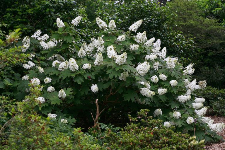 Hydrangea quercifolia 'Snow Queen'