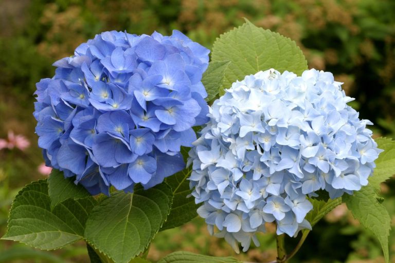Nikko Blue hortenzija
